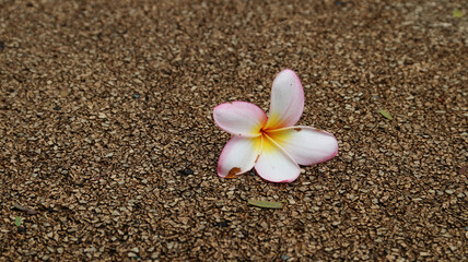frangipani flowers on the road	