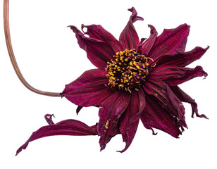 Burgundy flower with yellow center, wilting