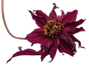 Burgundy flower with yellow center, wilting