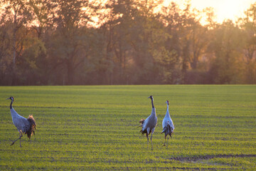 Naklejka premium Dancing cranes on a green meadow at sunset in an autumn landscape