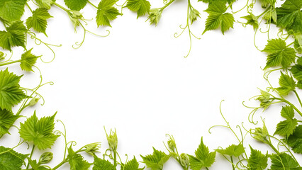 A natural frame of fresh green grape leaves and curling tendrils isolated on a white background with copy space.