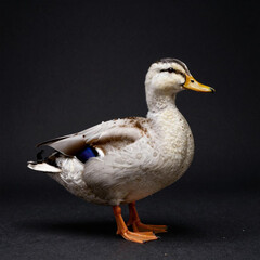 female mallard duck
