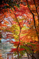 雀宮公園の燃えるような紅葉