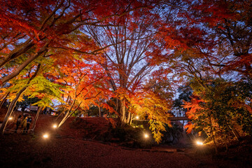 雀宮公園の紅葉のライトアップ