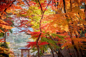 雀宮公園の燃えるような紅葉