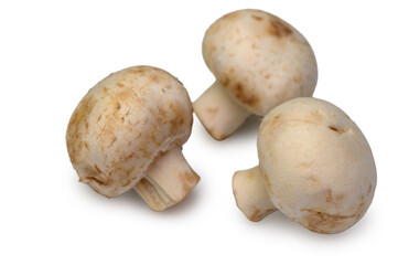 Showcasing the dense, uniform, and fresh flesh of the mushroom. The shot reveals the product's quality 
