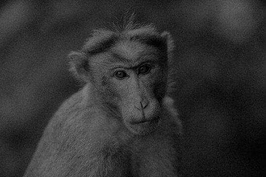 Monkey black and white