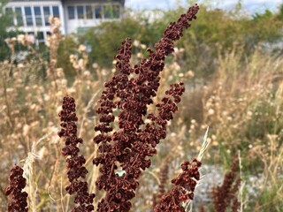 Gewächs mit dunkel brauner färbung der Blätter, Gräser im Industriegebiet