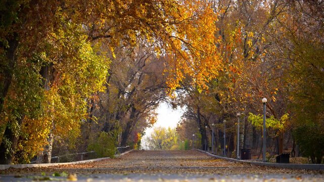 A path through a forest with trees on either side. An autumn park with a road, many trees, and leaves slowly falling in a gentle leaf fall