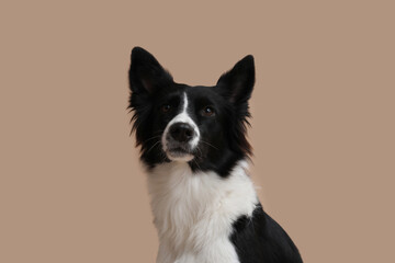 Portrait of cute Border Collie dog on beige background, closeup
