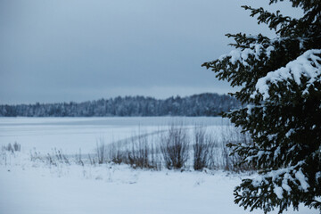 Frozen Lake Framed By SnowLaden Evergreen Branch And Distant Treeline Serene Winter Waterscape With Muted
