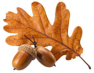 Autumn leaf and acorns, brown hues, textured