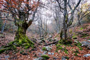 Oto&ntilde;o en el hayedo