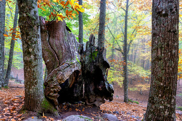 Viejos troncos en el Casta&ntilde;ar de El Tiemblo