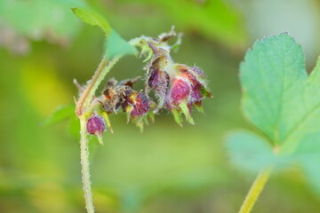 カナムグラの赤い実