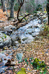 Otoi&ntilde;o en el arroyo