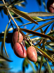 Aceitunas en el olivo