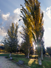 Chopos en oto&ntilde;o