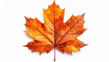 Obraz premium Autumn Maple Leaf Isolated On White Background Vibrant Orange And Yellow Colors Detailed Veins Fall Season Thanksgiving And Halloween Themes