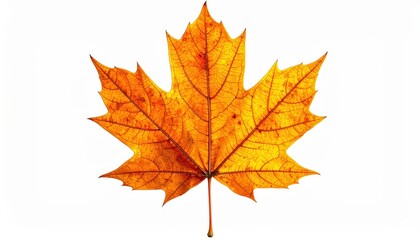 Fototapeta premium Autumn Maple Leaf Isolated On White Background Vibrant Orange And Yellow Colors Detailed Veins Fall Season Thanksgiving Nature-related
