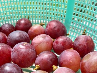 Fresh Red Grapes in Basket – Close-Up Fruit Photography