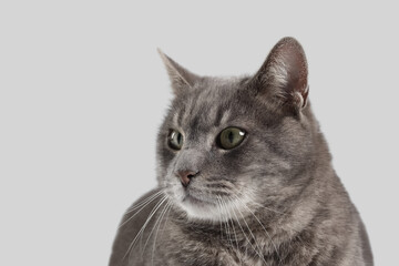 Cute grey cat on light background, closeup