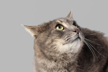 Cute grey cat on light background, closeup