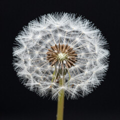 dandelion seed head