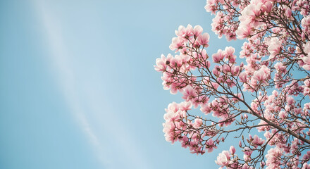Breathtaking magnolia blossoms against a bright blue sky offer a beautiful sense of springtime renewal and vibrant natural beauty for your designs