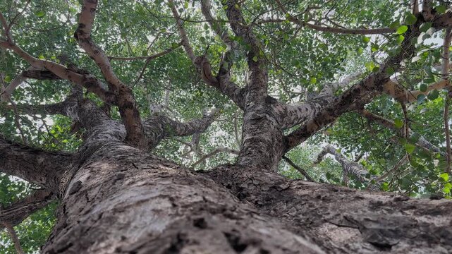 Static upward shot of a tall Sacred fig peepal tree, textured bark leading into sprawling branches and dense green leaves with soft daylight filtering through the canopy.