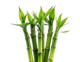 Green bamboo stalks sprout fresh leaves against black