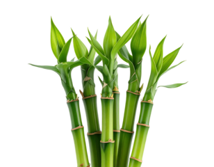 Green bamboo stalks sprout fresh leaves against black