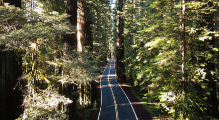 Aerial view of a winding road cutting through the lush green canopy of towering trees in the Avenue of the Giants, Miranda, California, United States.