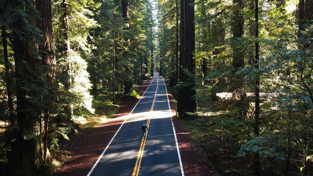 Aerial view of a lone cyclist weaving through the towering redwood giants along the Avenue of the Giants, bathed in dappled sunlight, Miranda, California, United States.