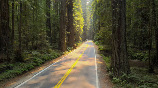 Aerial view of sunlight dancing on the asphalt road winding through the towering redwood trees along Avenue of the Giants, Miranda, California, United States.