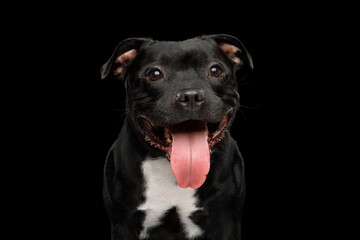 Portrait of staffordshire bull terrier on black background