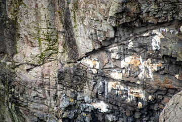 Seagulls Nesting on a Cliff in Lofoten - Norway