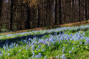 北海道富良野市、早春の森を優しく彩るエゾエンゴサク【4月】