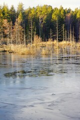 Jordbrodammen in Vaxholm, Sweden. Originally a marsh that, after drainage, became overgrown with birch forest.