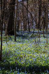 北海道富良野市、早春の森を優しく彩るエゾエンゴサク【4月】