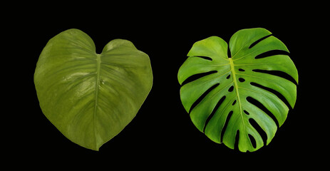 Top veiw, Bright fresh two monstera leaf green color isolated on black background for design stock photo or advertisement. Genus of flowering plants