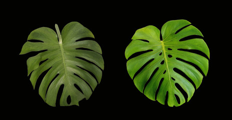 Top veiw, Bright fresh two monstera leaf green color isolated on black background for design stock photo or advertisement. Genus of flowering plants