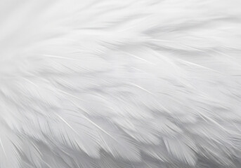 Close up of soft white feather texture. Delicate fluffy bird plumage for natural smooth background design. Elegant fabric concept.