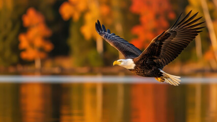 Bald eagle soaring above water on a beautiful fall day