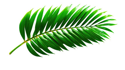 Palm Leaf: The lush, vibrant frond of a palm tree, showcasing nature's elegance and the allure of tropical locales.