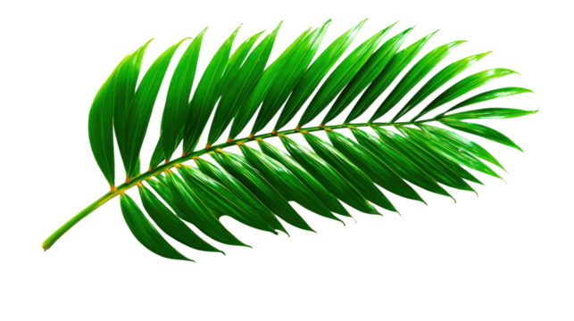 Palm Leaf: The lush, vibrant frond of a palm tree, showcasing nature's elegance and the allure of tropical locales.