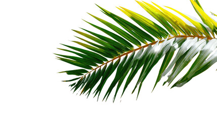 Palm Branch Elegance: Capturing the intricate details and vibrant color of a single palm branch, this image evokes a sense of tranquility and the beauty of tropical life. 