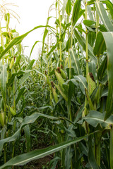 Field of corn is shown in full bloom