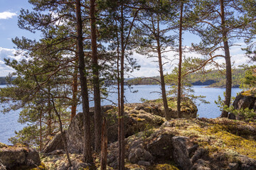 Obraz premium Forest with a body of water in the background