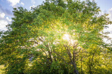 Fototapeta premium Tree with leaves is in the sun